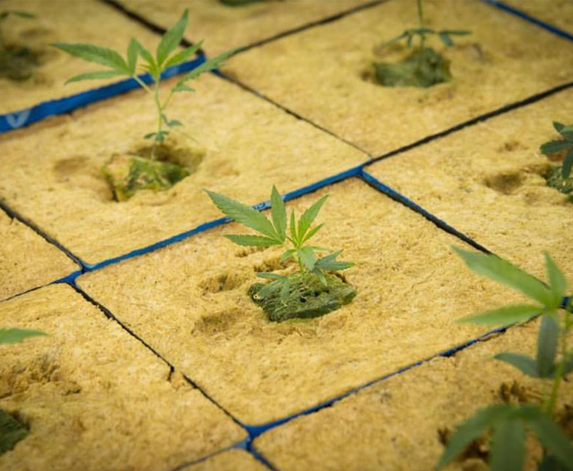 After Years of Delay, Louisiana’s First Medical Marijuana Crops Will Be Planted Today
