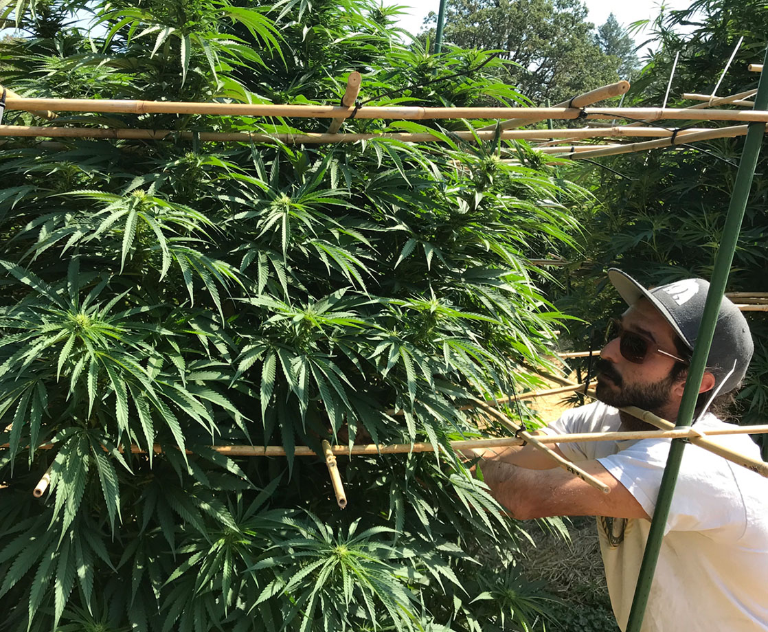 Carrying the THC Torch: How We Find Young Farmers to Help Us Cultivate Cannabis