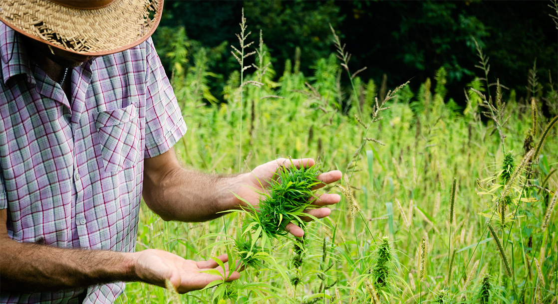 Struggling Farmers Are Switching to Hemp in Anticipation of Full Legalization