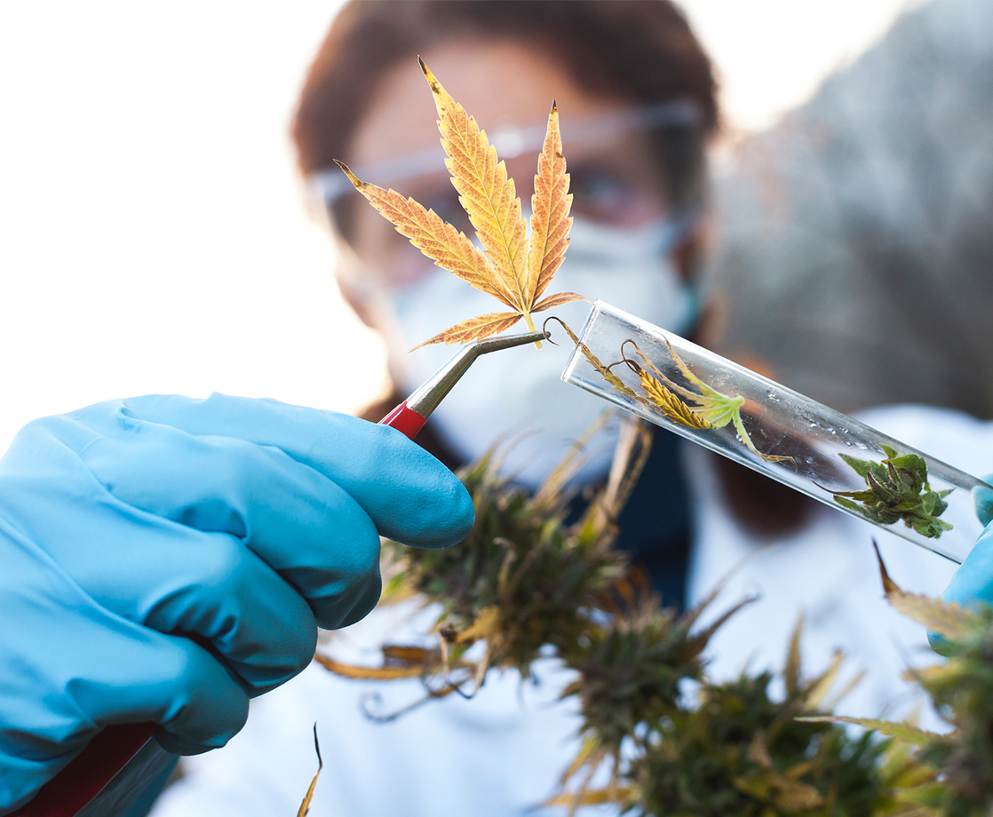 Congress Advances Medical Cannabis Research Act, Expands Pool of Pot Cultivators