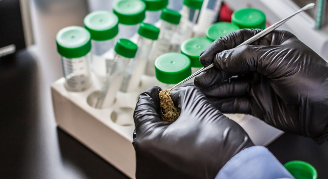 Is Lab-Tested Cannabis Actually as Safe as We Think?