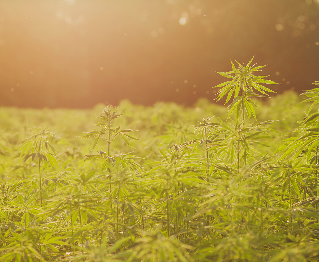 How the Hemp Industry Is Being Reshaped by Canadian Pot Legalization