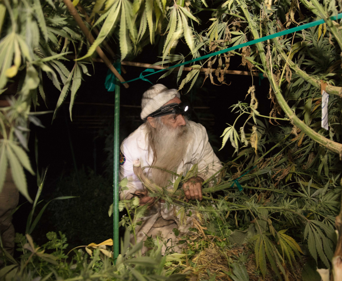 Harvest Daze II: Drying and Curing Our Cannabis at the Crack of Dawn