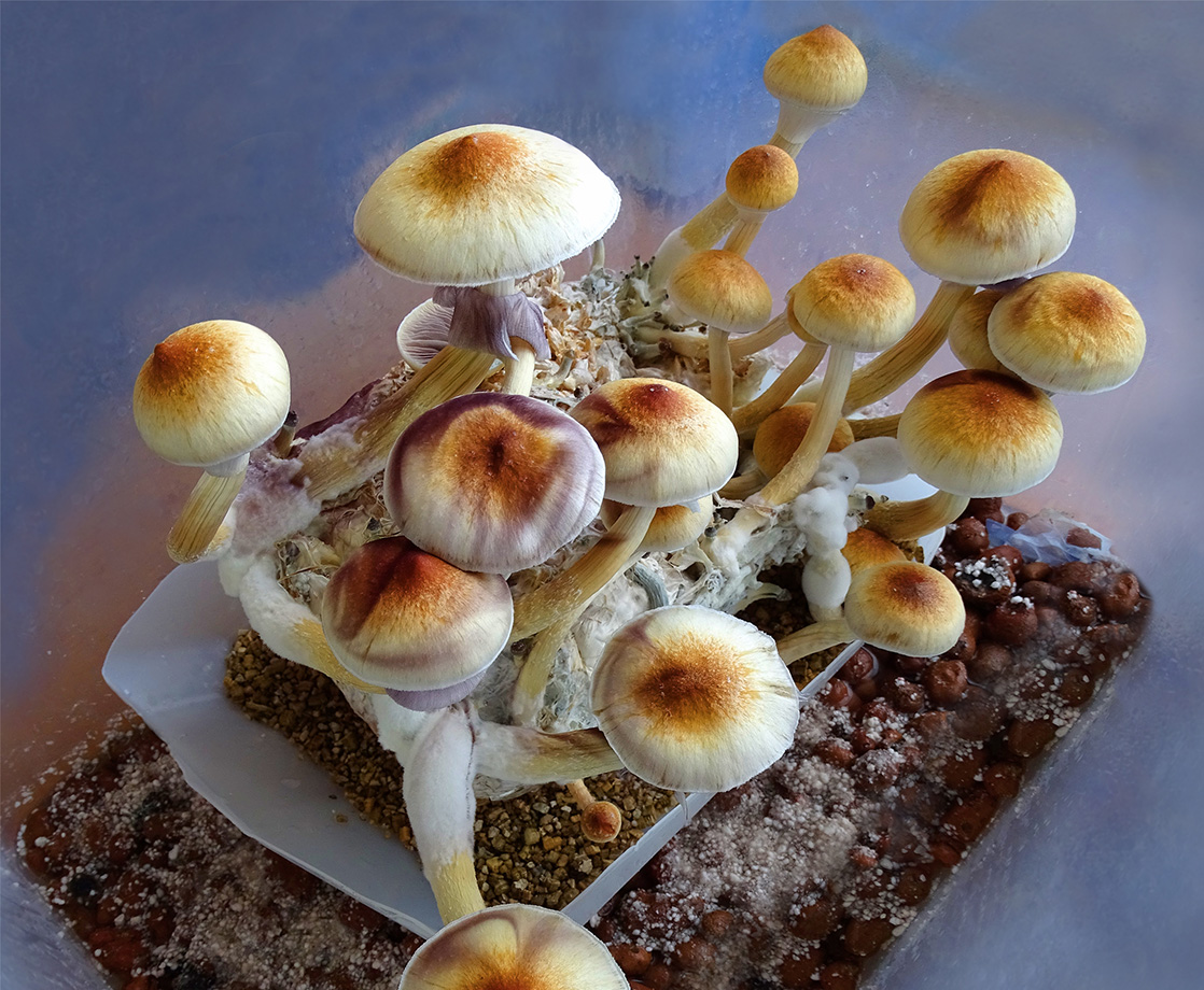 Denver Just Got One Step Closer to Decriminalizing Magic Mushrooms