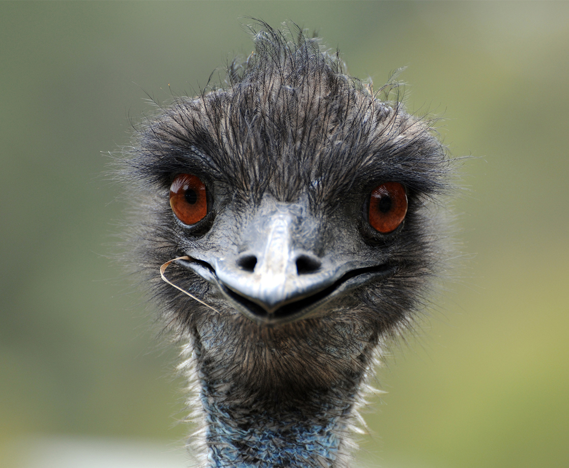 Texas Cops Track Down Escaped Emus, Plan Eviction for the Flightless Birds