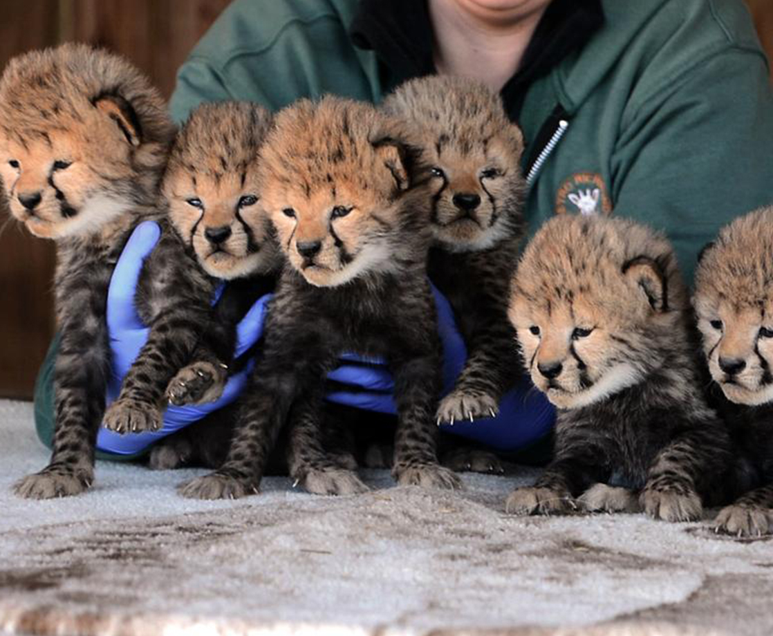 Richmond Zoo Welcomes 7 Baby Cheetahs, World Becomes Slightly Less Awful Place