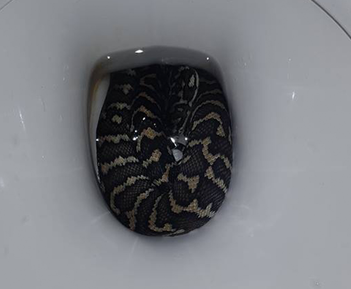 Nightmares Do Come True: Woman Bit By Snake Hiding in Her Toilet