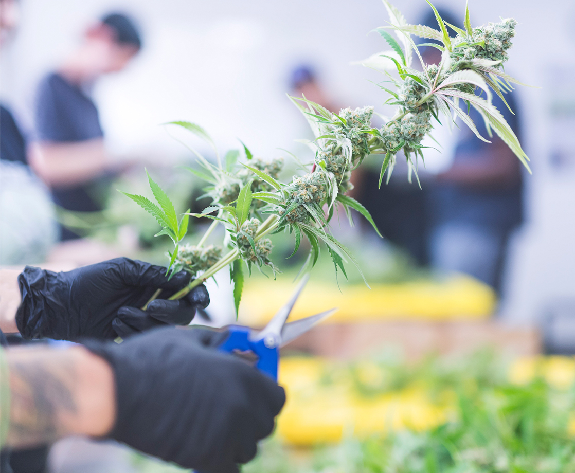 High Employment: Cannabis Companies Are Hiring at a Rapid Pace