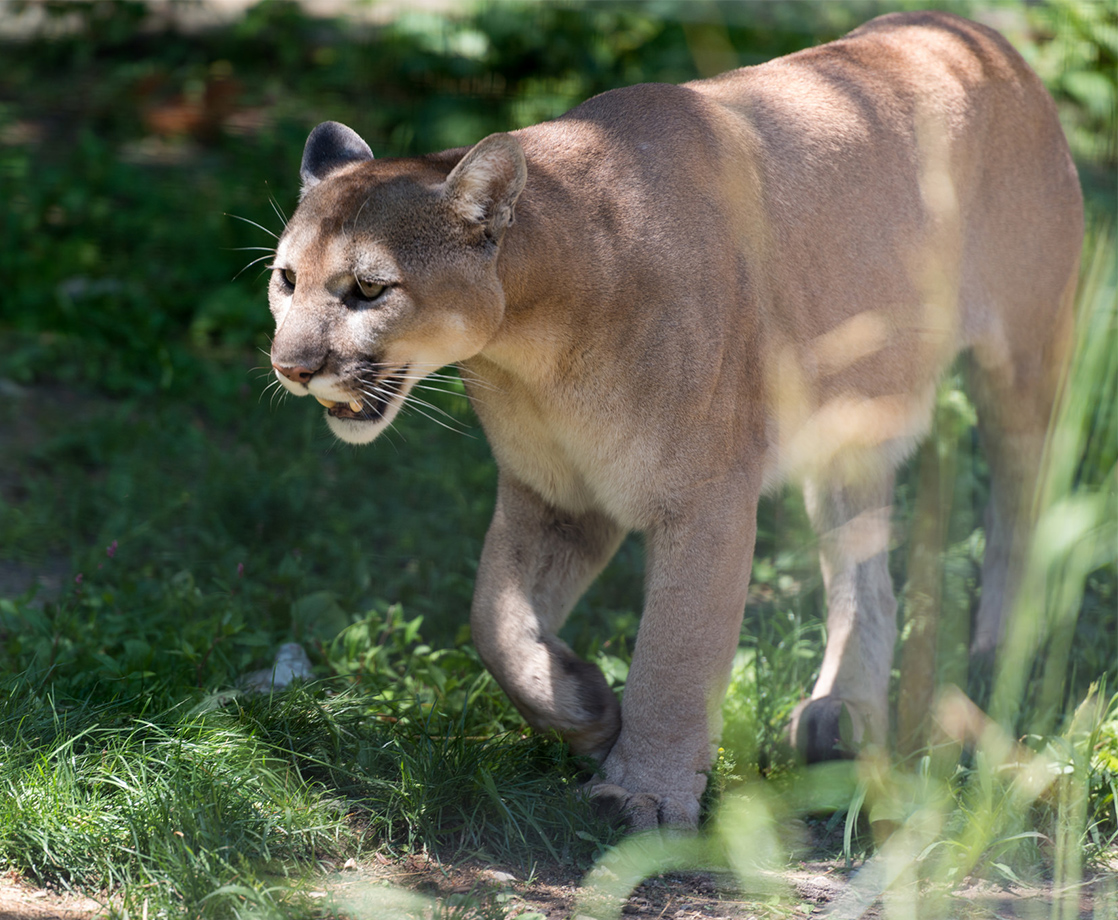 Colorado Runner Gets Attacked by Mountain Lion, Strangles Animal to Death