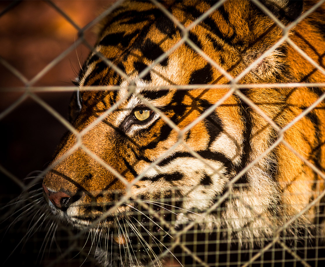 Texas Toker Discovers Caged Tiger in Abandoned Houston Home