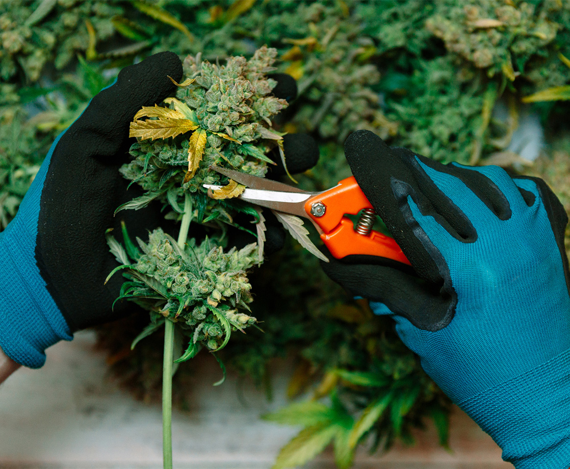 America’s Cannabis Industry Has Already Created More Than 200,000 Jobs