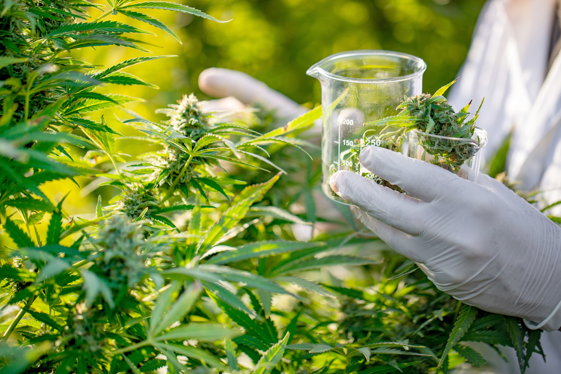 Has the US Government Been Supplying Hemp Instead of Marijuana for Research?