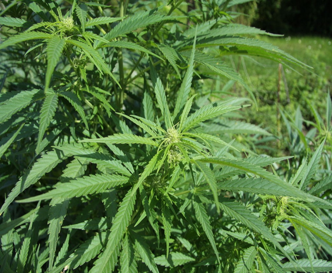 Hemp Jobs May Revitalize a Rural Wyoming County