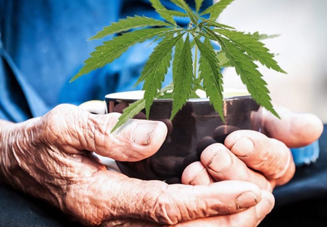A Holocaust Survivor’s Family Is Funding Weed Research for Alzheimer’s