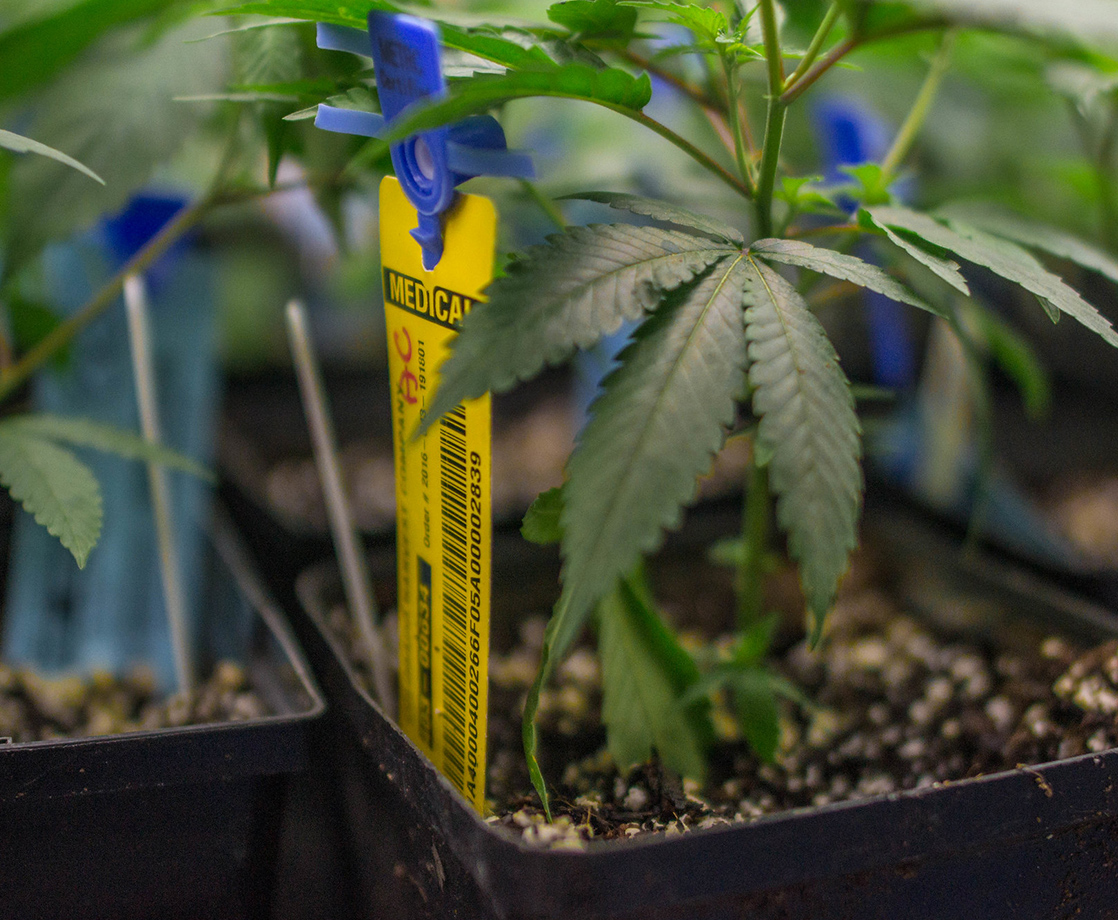 A Tiny Fraction of California’s Weed Industry Is Tracking Cannabis Sales