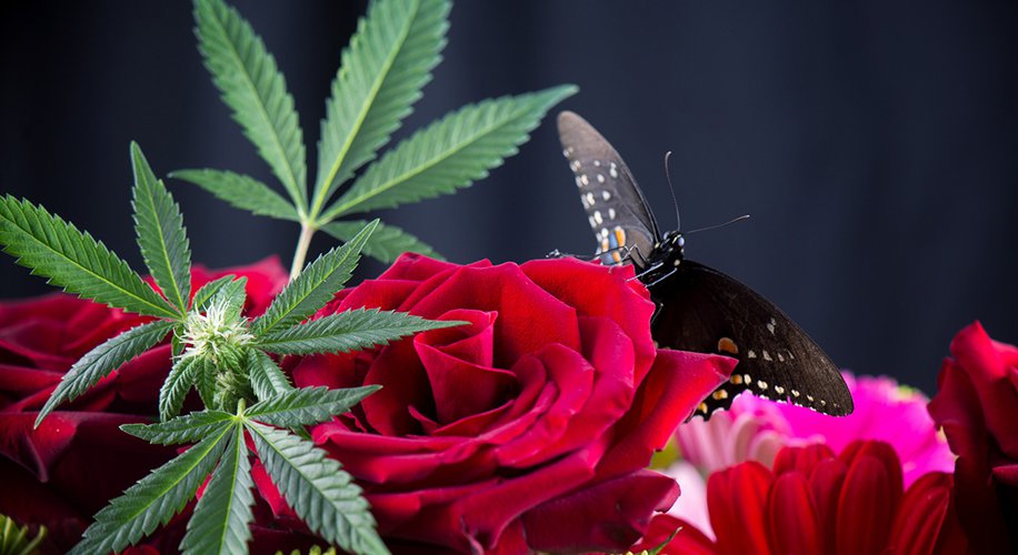 Mother’s Day Gifts for Every Mom, From the Canna-Curious to the Super Stoner