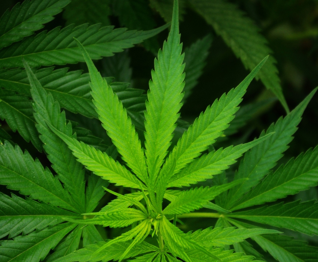 New Florida Law Could Kill Several Cannabis Reform Ballot Measures