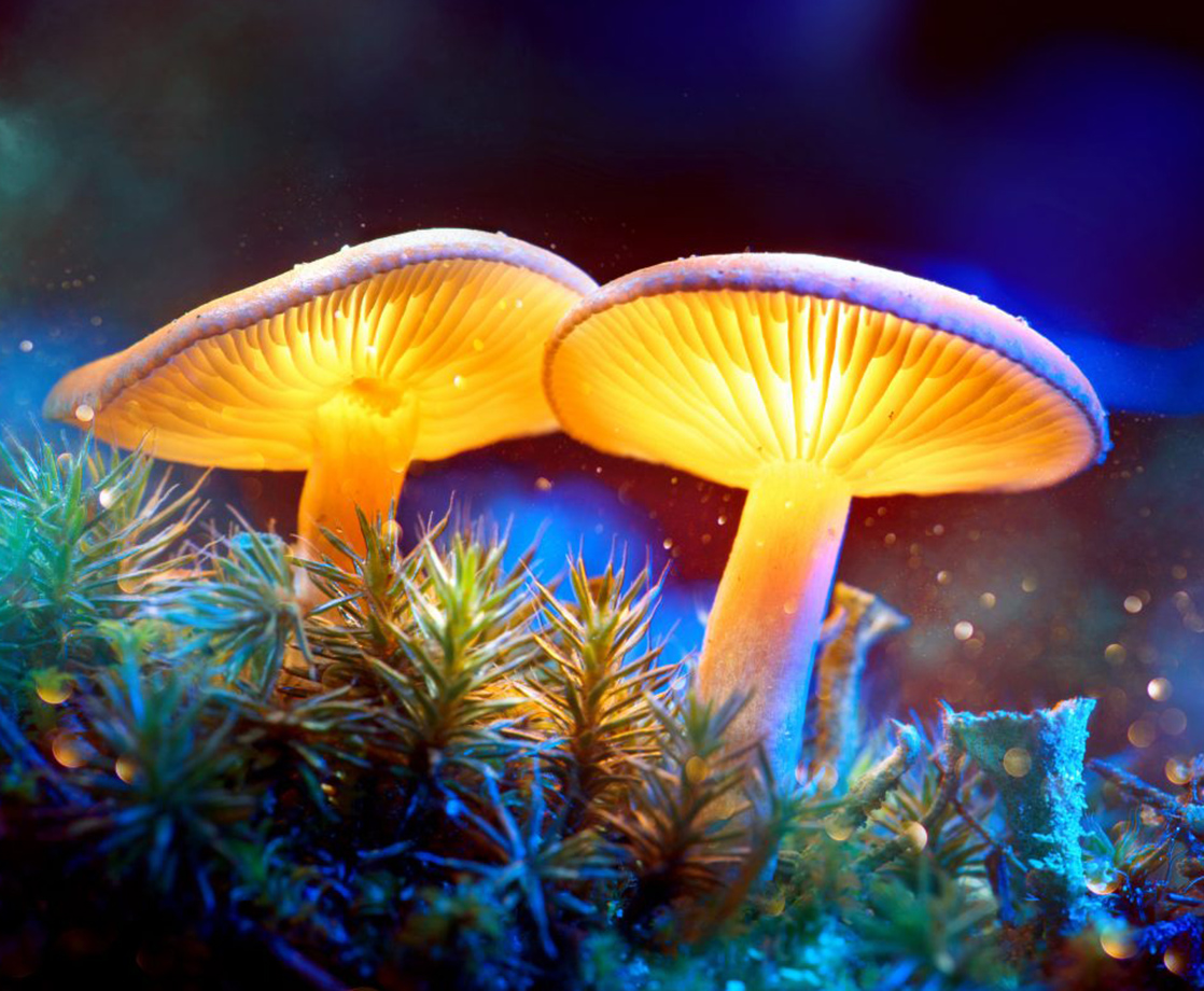 Shroom Edibles Are the Future: Meet the High Priests of “The Mushroom Bible”