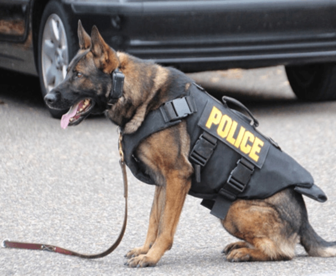 Colorado Cops Can No Longer Use Drug-Sniffing Dogs Without Probable Cause