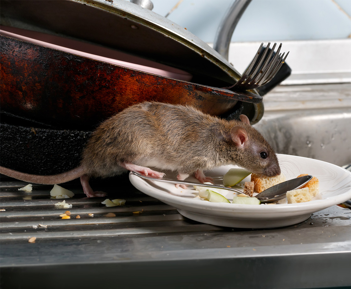 This Video of a Guy Feeding Chinese Food to His Pet Rat on a Train Is Incredible