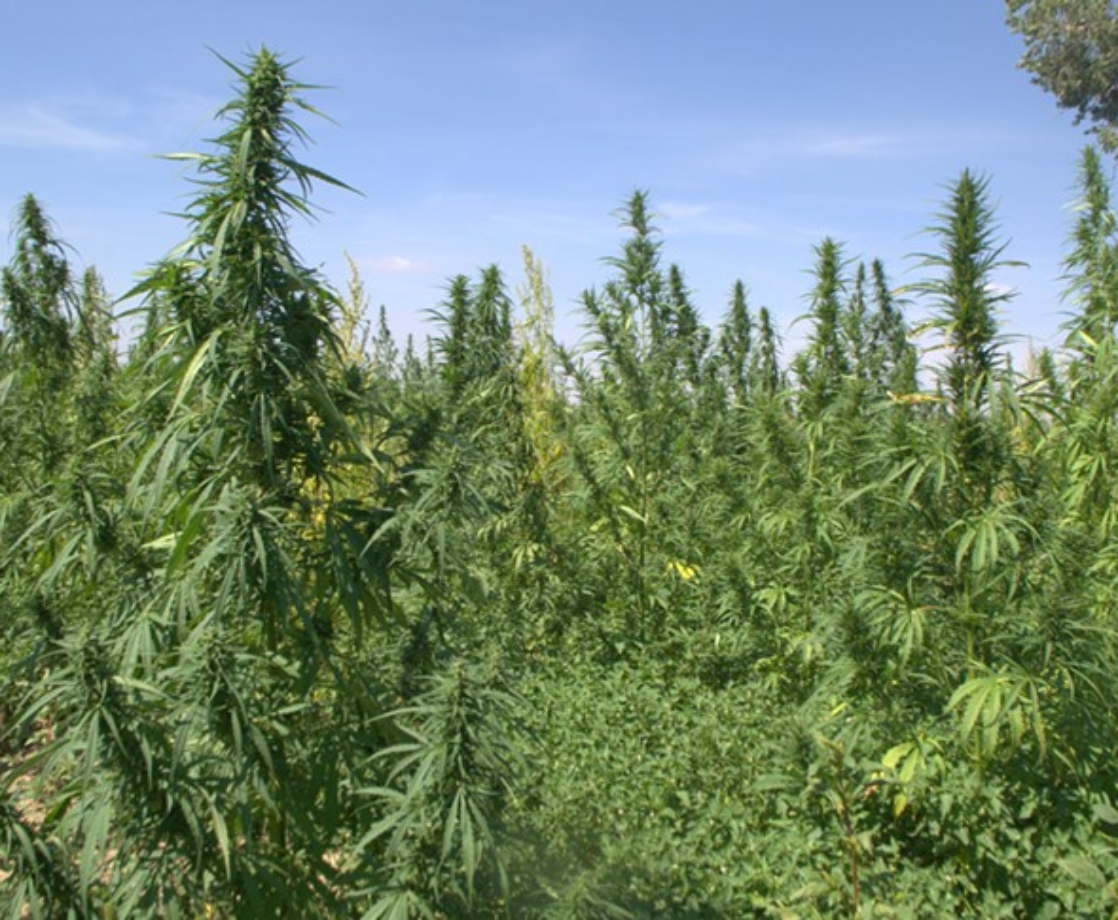 Idaho Lawmakers Petition to Help Hemp Truckers Busted for Drug Trafficking