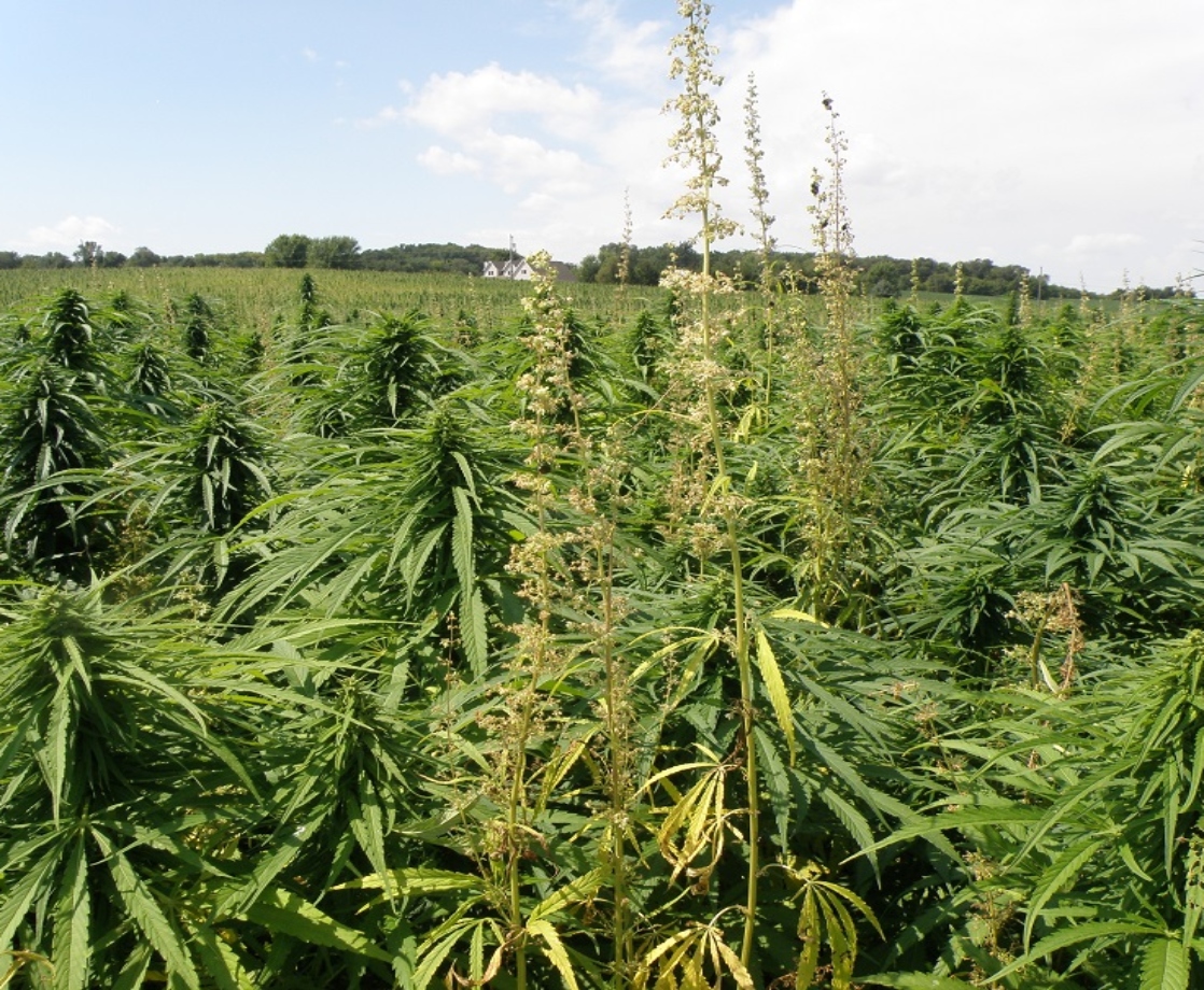 Sioux Tribe Sues US Department of Agriculture Over Hemp Production