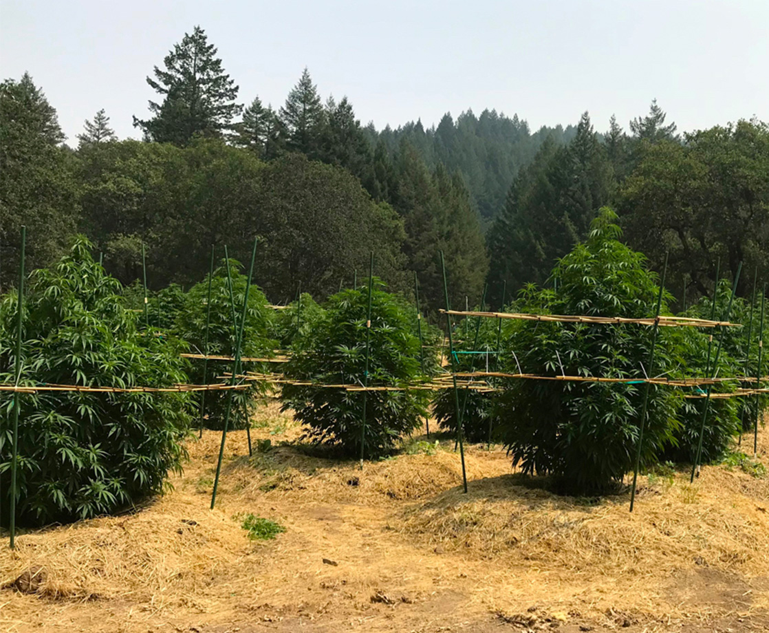 Why Choose Sungrown Cannabis, and What Makes Outdoor Cultivation Superior?