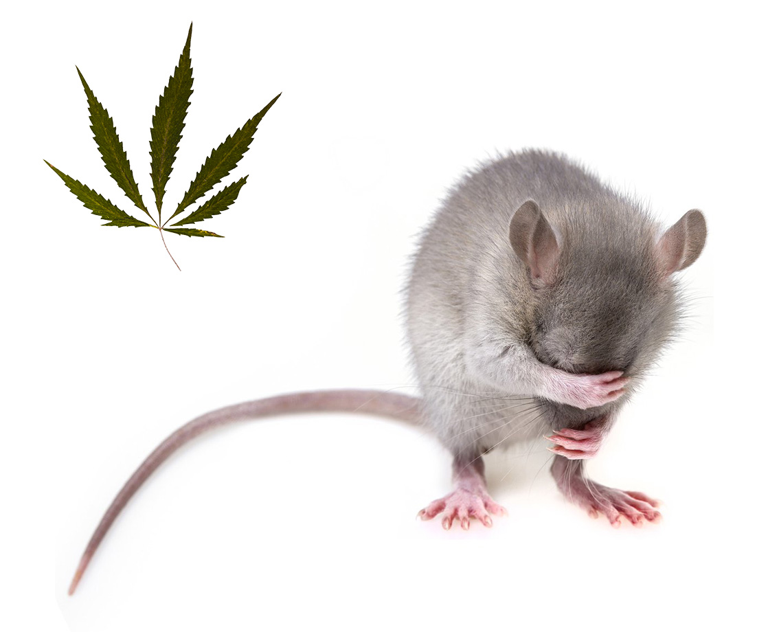 That Study Where Mice Died From CBD Is Bullshit