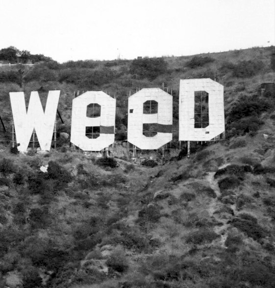 The Museum of Weed is Going to Light Up Hollywood This Summer
