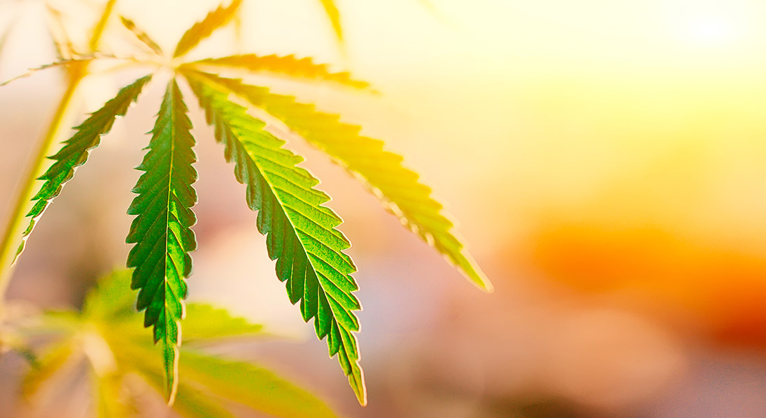 World’s Top Weed Companies Push for an Eco-Friendly, Socially Conscious Industry