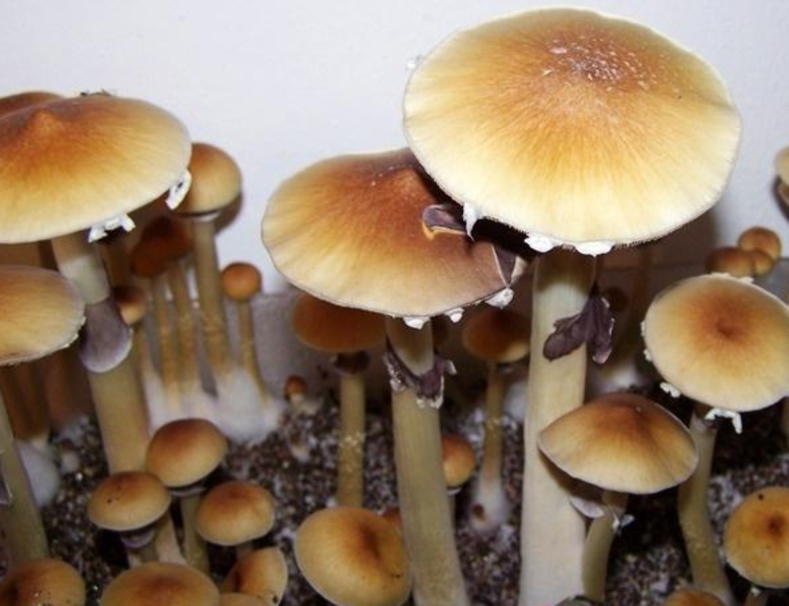 Canadians Can Now Get Shrooms From the Mushroom Dispensary
