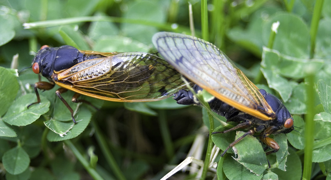 Fungal Hallucinogens Turn Cicadas into Sex-Crazed “Zombies”