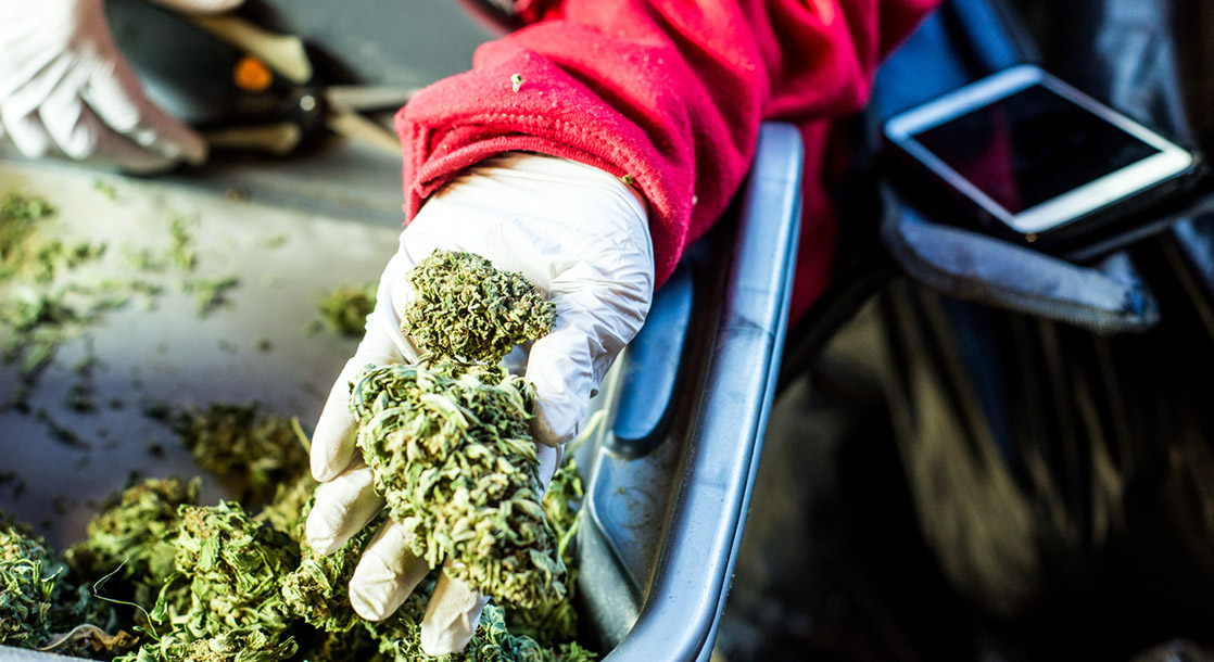 Job Openings in the Weed Industry Estimated to Grow by 34% This Year