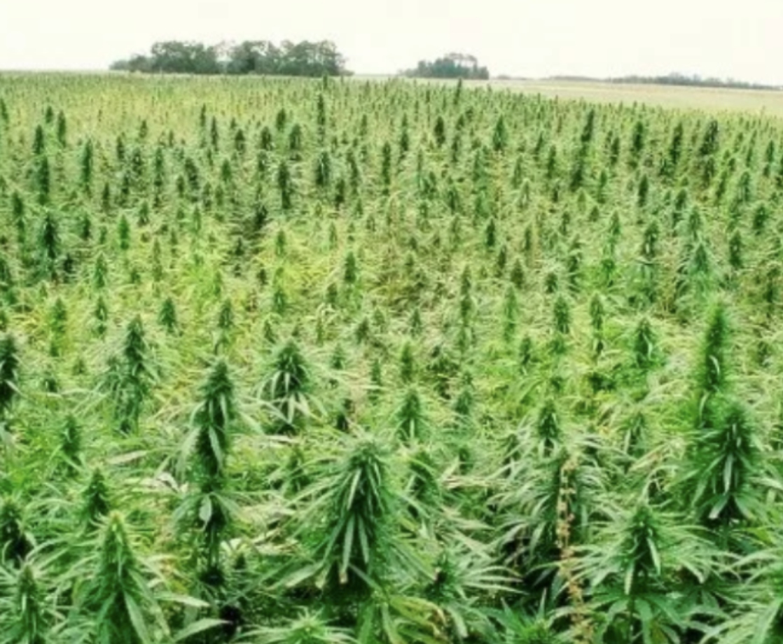 New Hemp Law in Texas Frees Hundreds of Pot Offenders From Prosecution