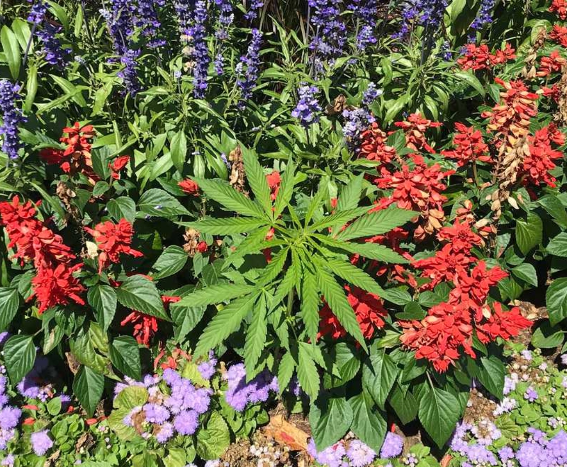 Who Planted Weed in the Vermont Capitol Flower Beds?