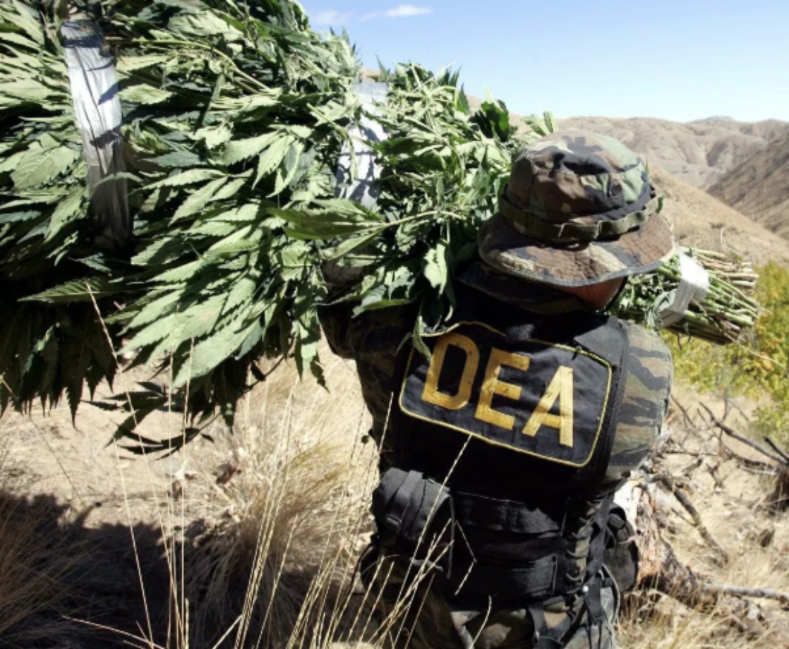 The DEA Seized Fewer Plants But Made More Pot Arrests in 2018, Report Says