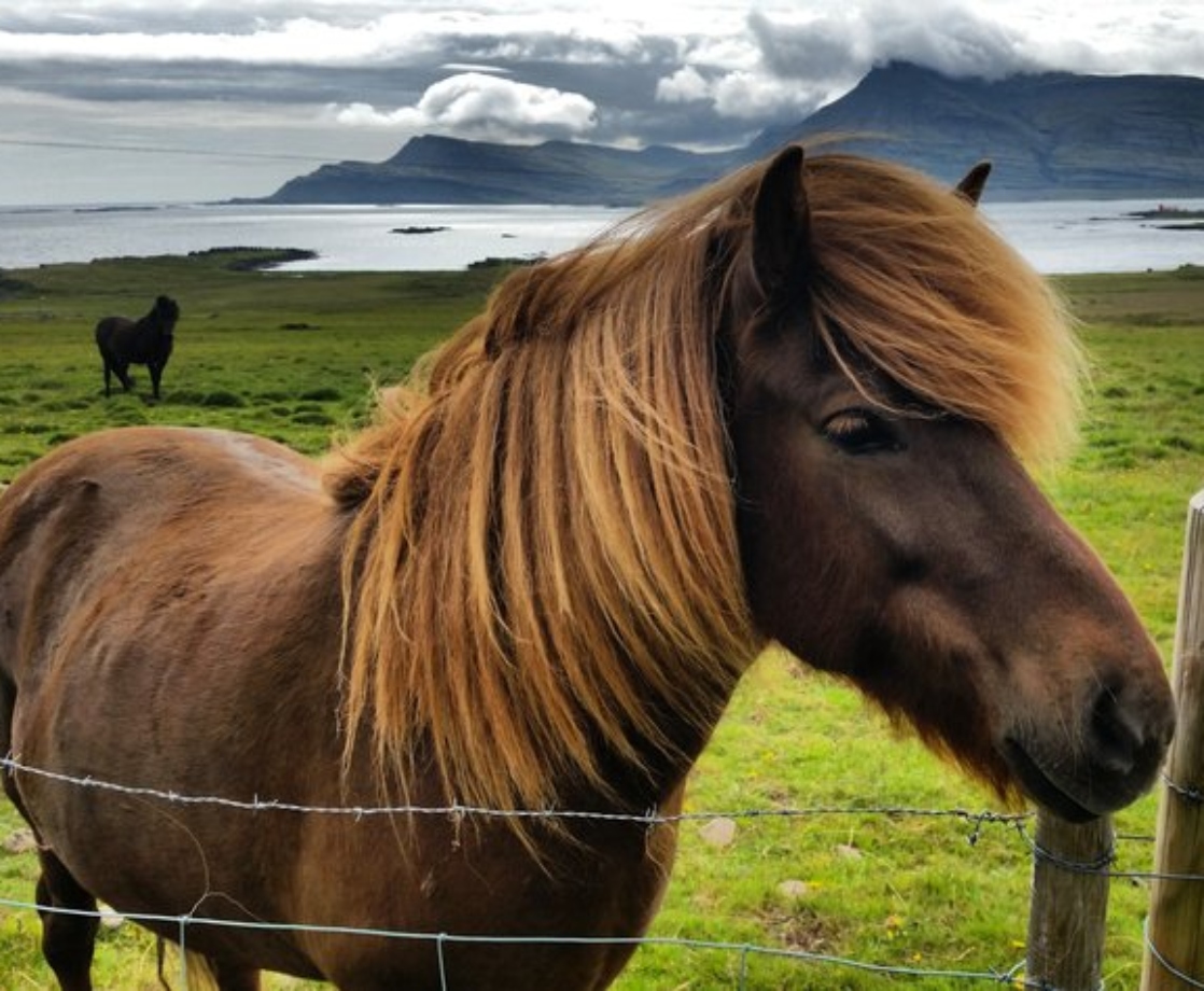 Icelandic Horses Are Getting Sick From Eating Too Much Wild Cannabis