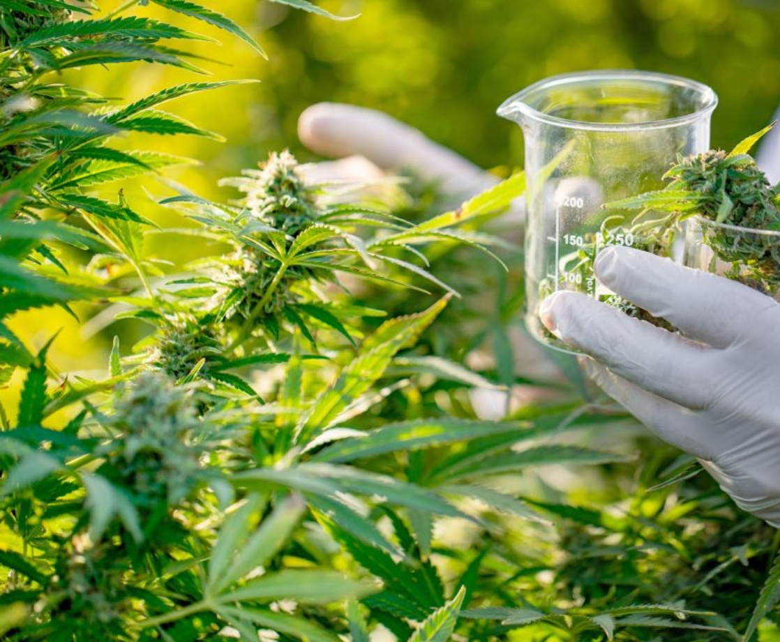 Israel Is Banking on Medical Terpenes Being the Next Big Thing in Cannabis