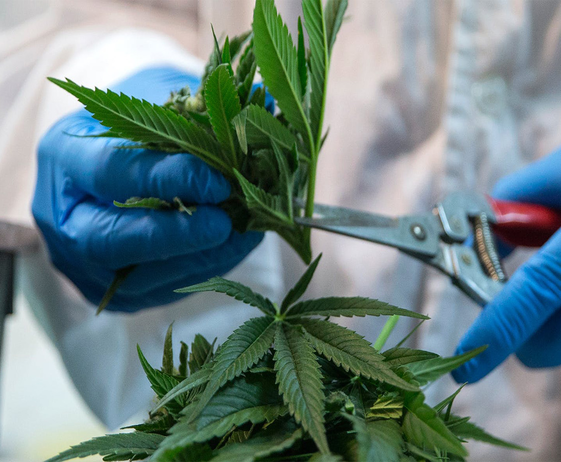 The DEA Is Blocking Weed Research, and a Federal Court Demands to Know Why