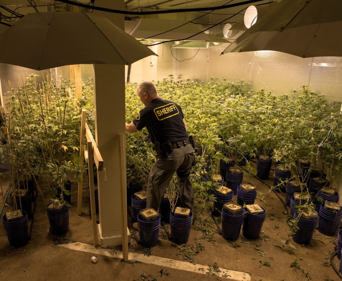 California’s Recent Weed Raids Are Not Shrinking the Black Market