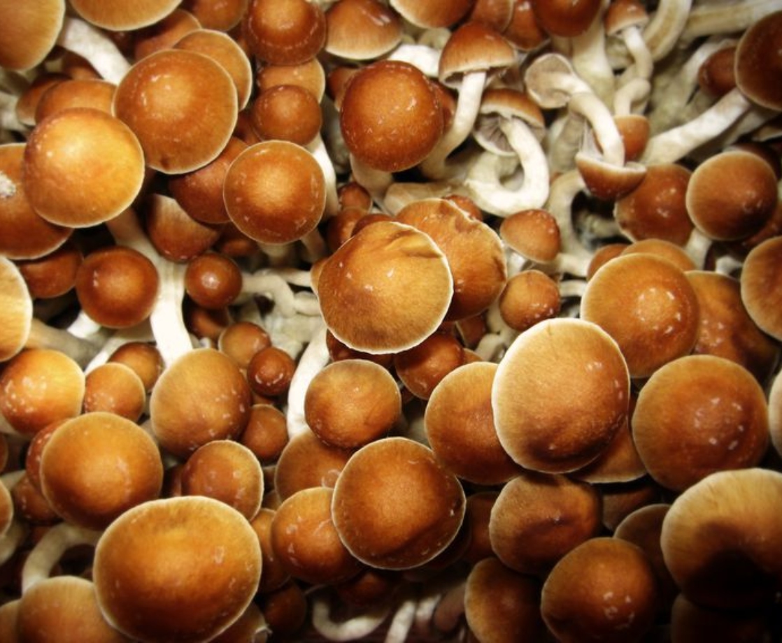Oregon Is Trying to Make Medicinal Shrooms a Real Thing