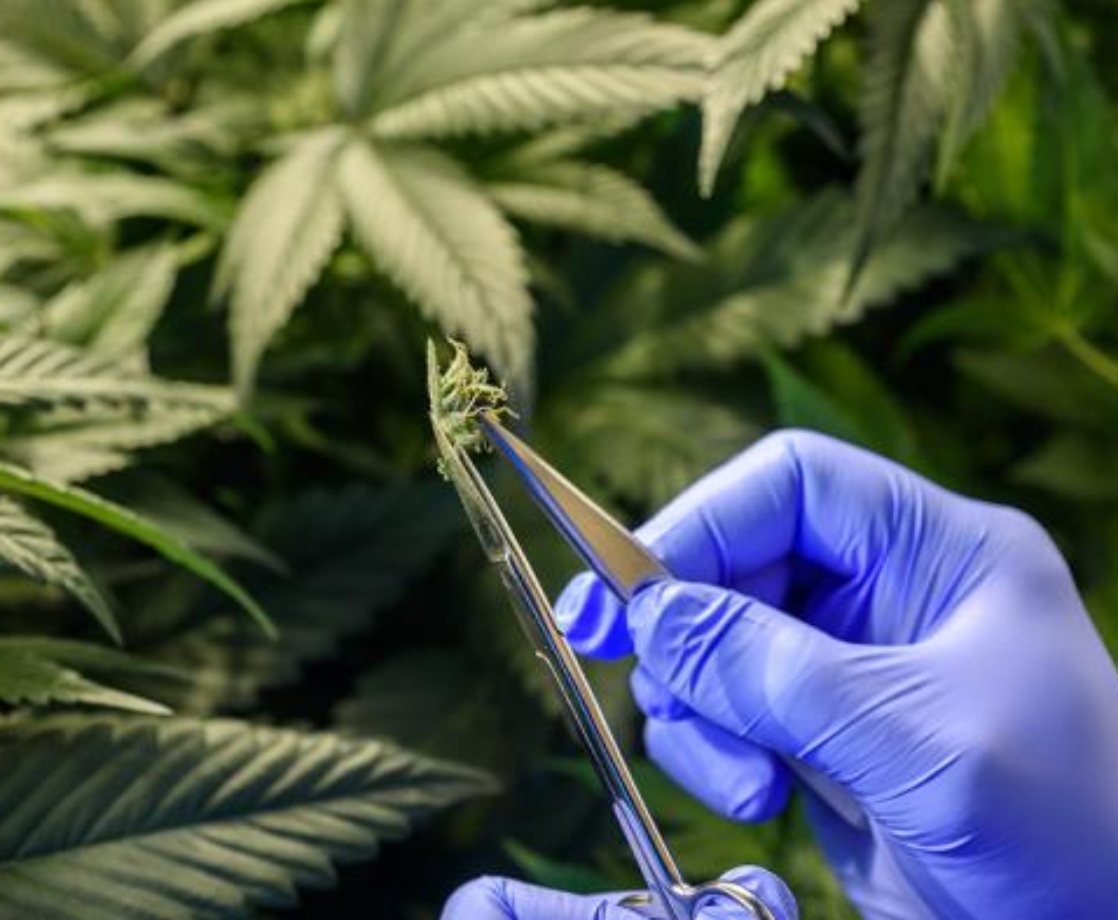 UC Davis Will Start Doing Government-Sanctioned Cannabis Research