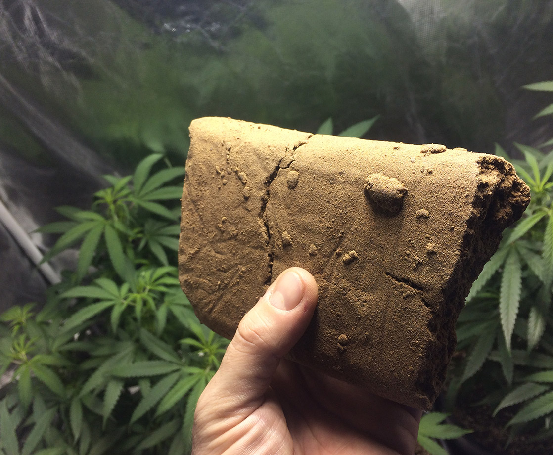 What Is Hash and What Makes It So Sticky?