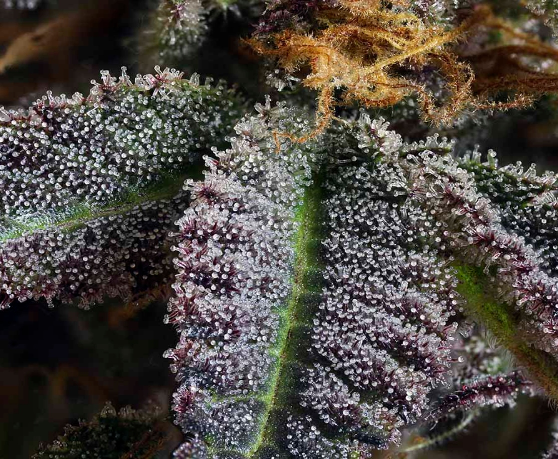 Step Aside, Cannabinoids: Weed’s Flavonoids Fight Cancer, Too