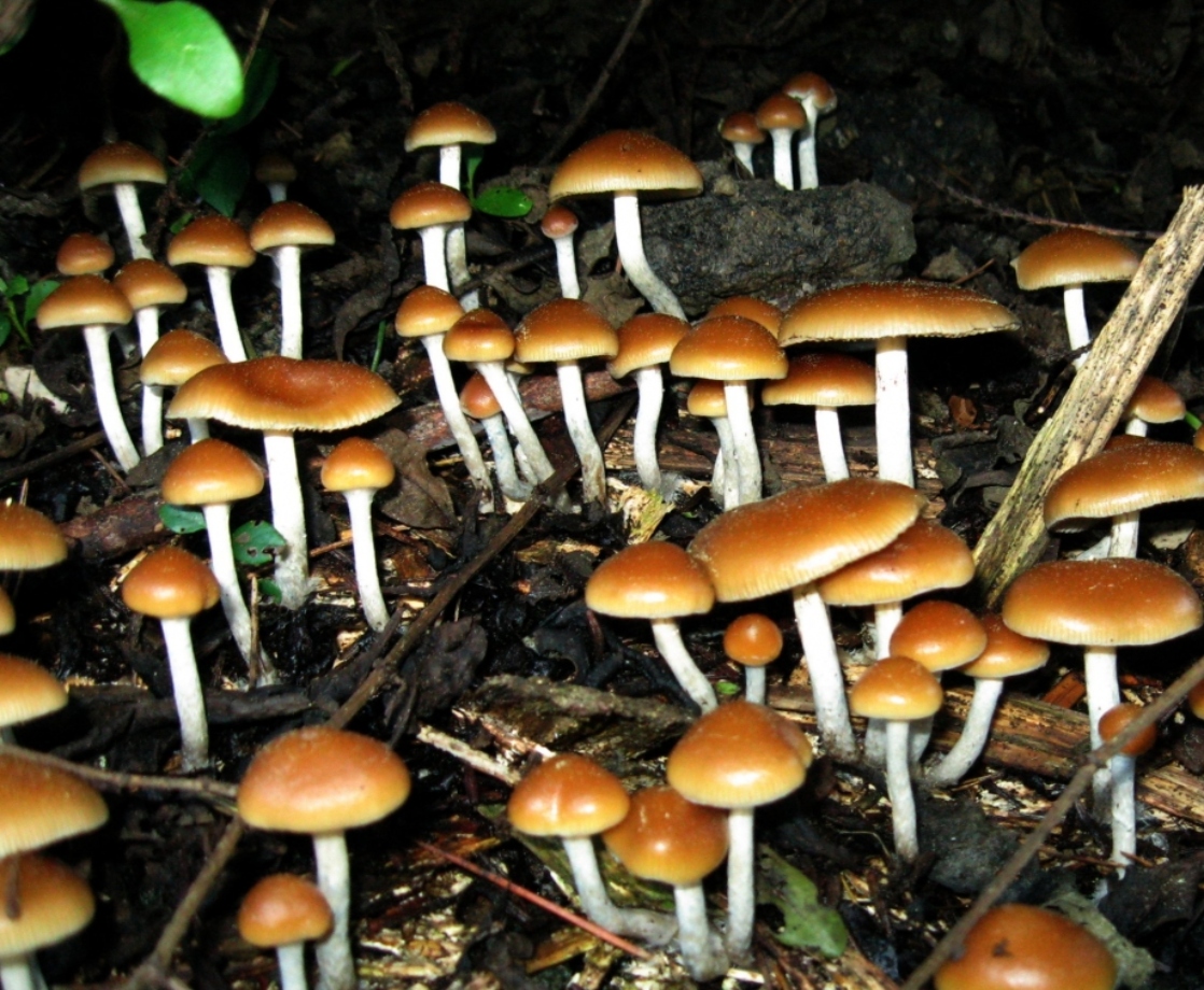 How Long Do Magic Mushrooms (Shrooms) Stay in Your System?