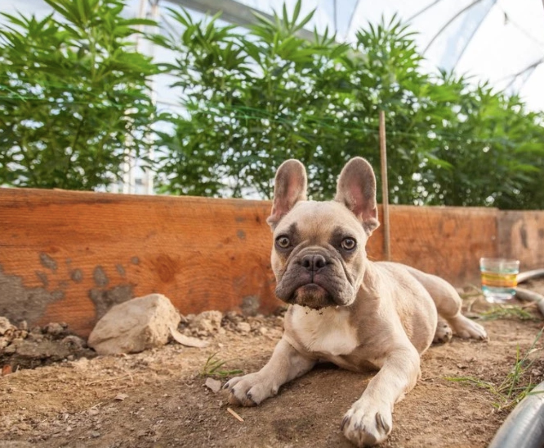 Barking Up the Right Tree: Should You Give CBD to Your Dog?