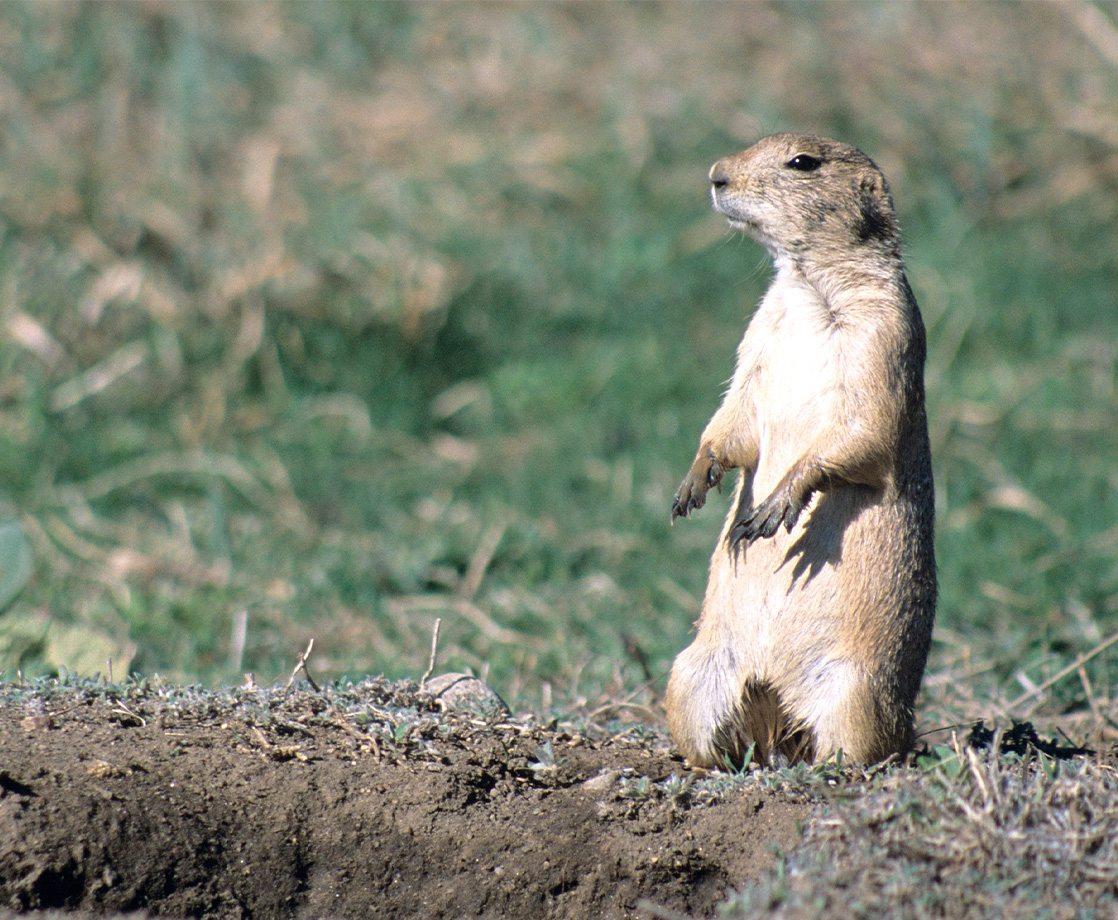 Phish Fans Can’t Camp at Upcoming Shows Due to Plague-Infected Prairie Dogs
