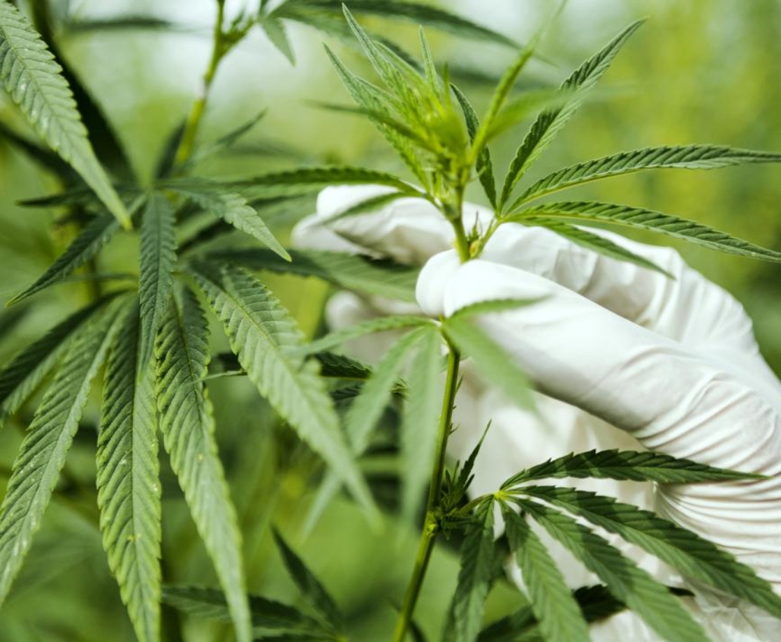 DEA Will Finally Consider Applications for Cannabis Research Cultivators