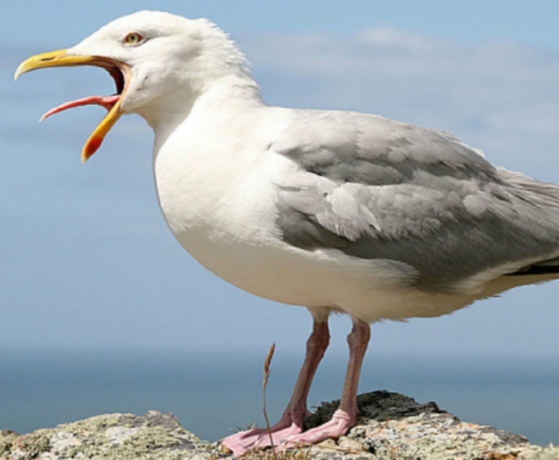 Man Avoids Weed Charges After a Seagull Flies Off With His Baggie