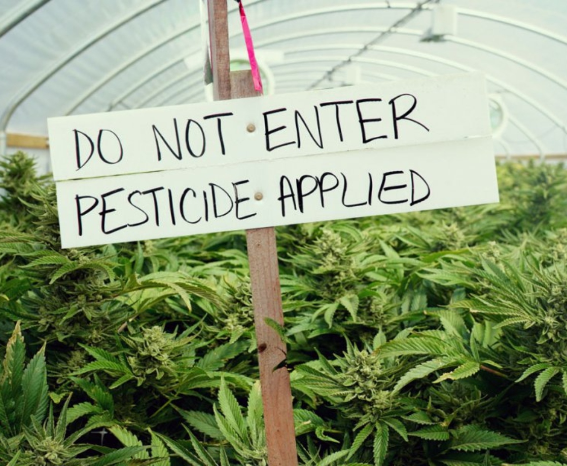 The Feds Are Funding a Study on How to Remove Pesticides from Weed